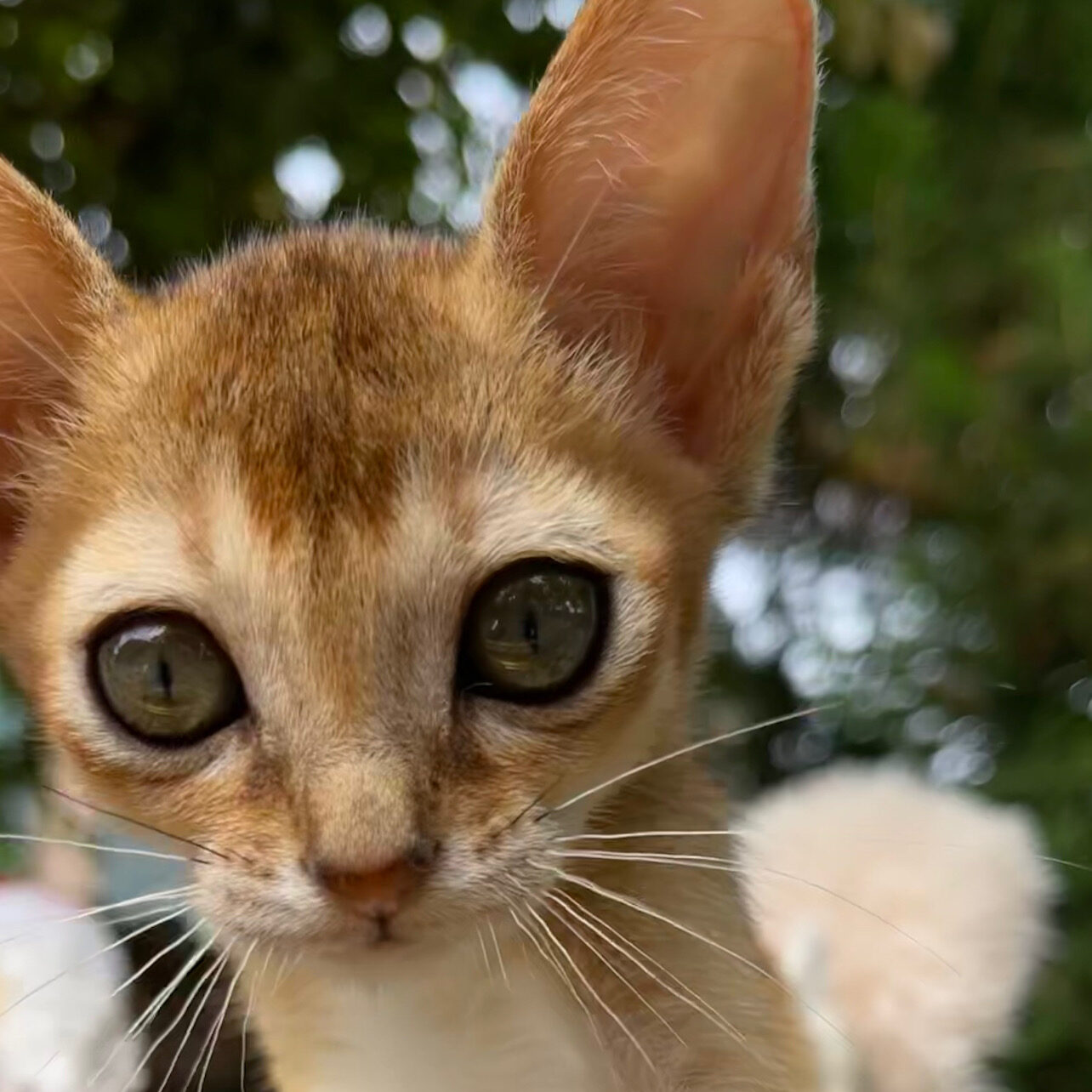 FACD9A49-CF5E-46A1-A3F9-6190C9DAD8D2