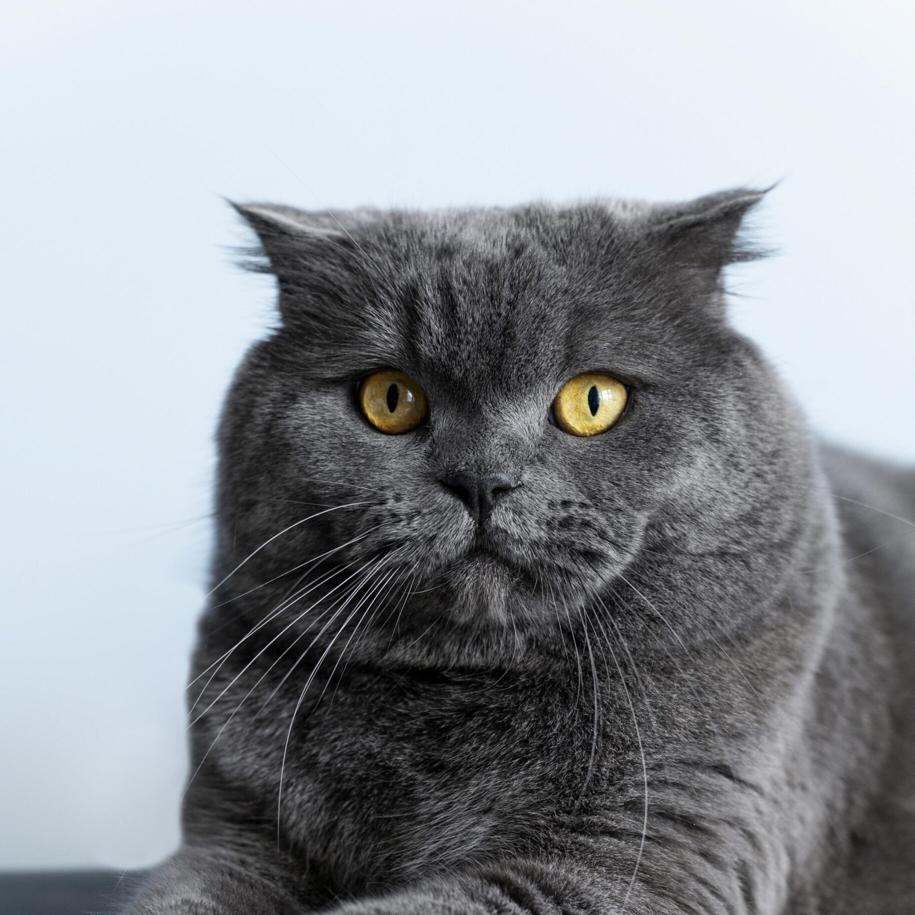 adorable-british-shorthair-kitty-with-monochrome-wall-her