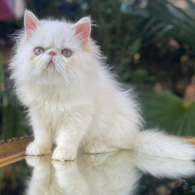 53fc3ecf-aa2b-4b3c-9288-414ea0015b76