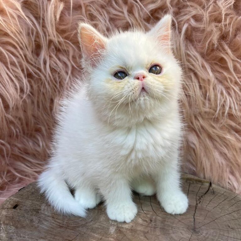 WhatsApp Image 2026-01-12 at 14.03.56