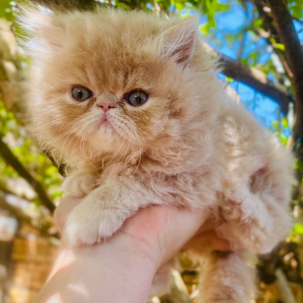 a0de5153-976f-44d8-b7a5-60fc7da05b74