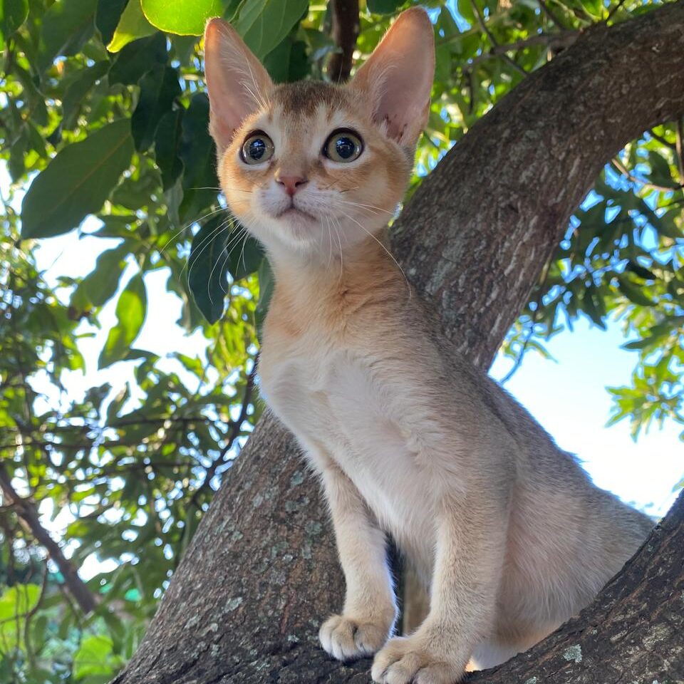 28a03c54-180d-4bae-aa24-b8aa2561d0ff