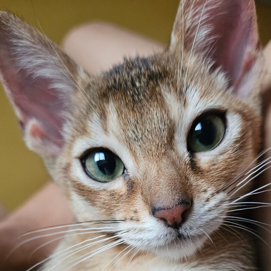 4247e705-79f5-4b73-b8a2-57bfac339d4e