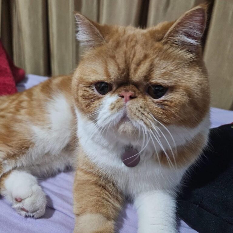 44afc027-27af-4c53-b084-814ab2231b70