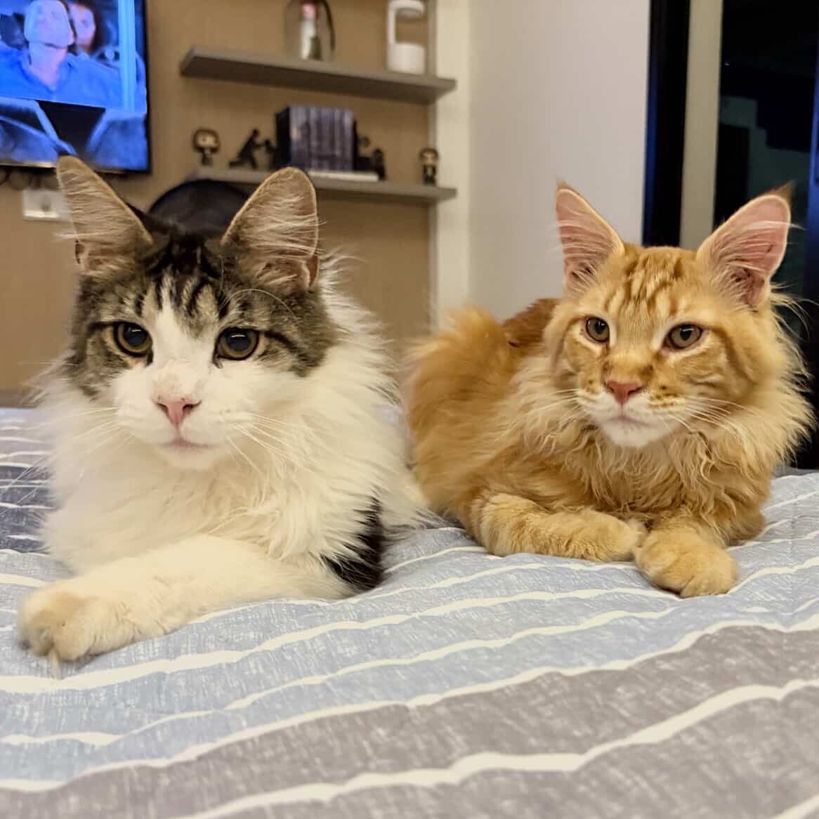 5F0D03B8-4D14-4488-9903-2A6DFA8AF457