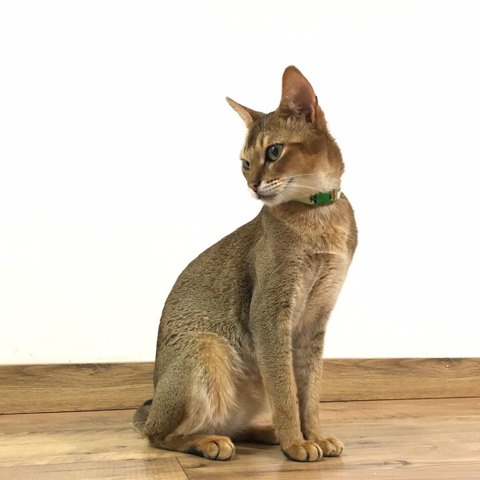 60b77f77-ce4f-4a84-bd05-9454db93eeea