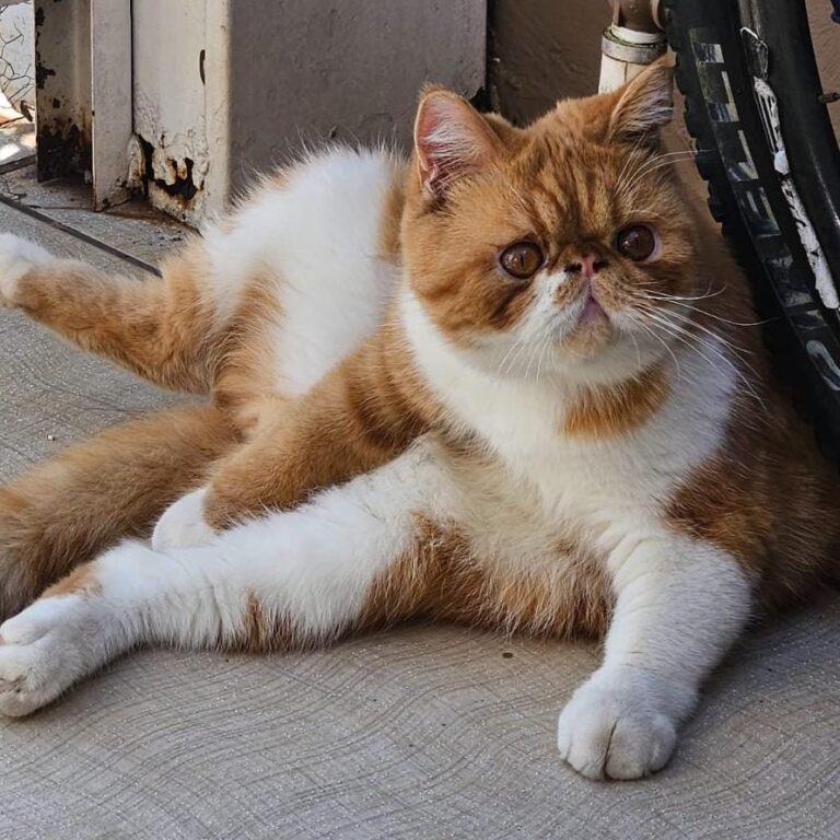 780f4dcf-27db-4e7c-bca1-4a69a0e79d51