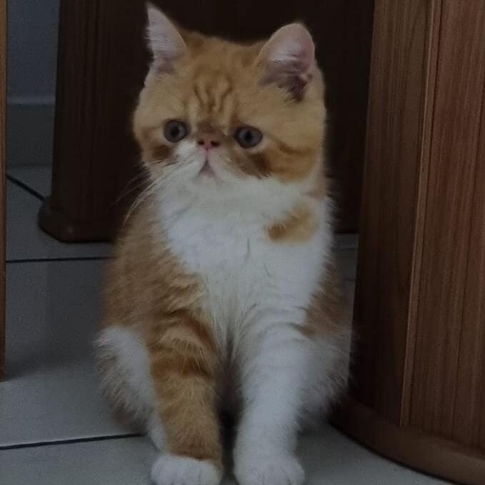 911ea17a-2786-4c4b-b75f-8bdb8916d81e