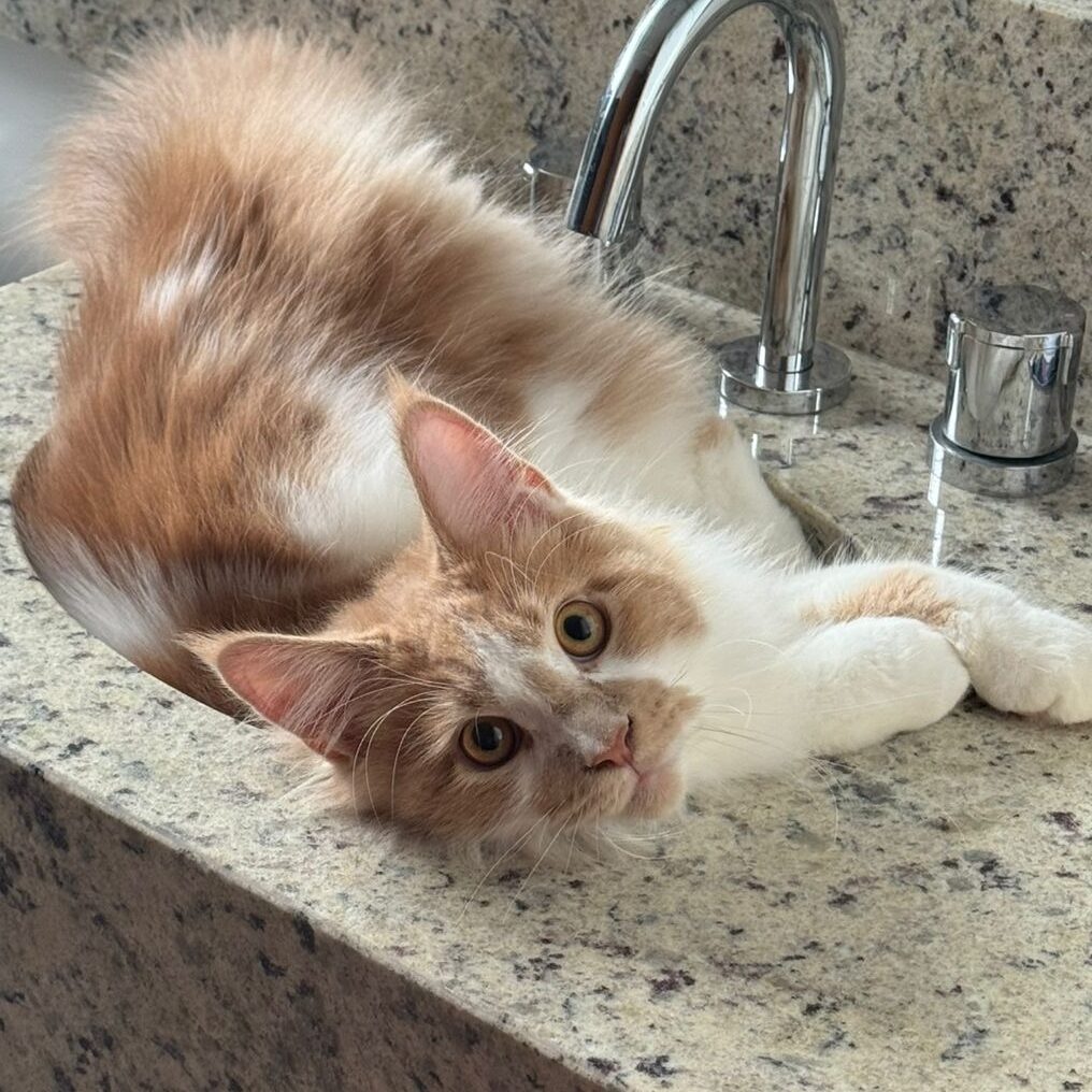 E6927C83-D7B4-4E90-8E53-2D3FEBEE4CAA