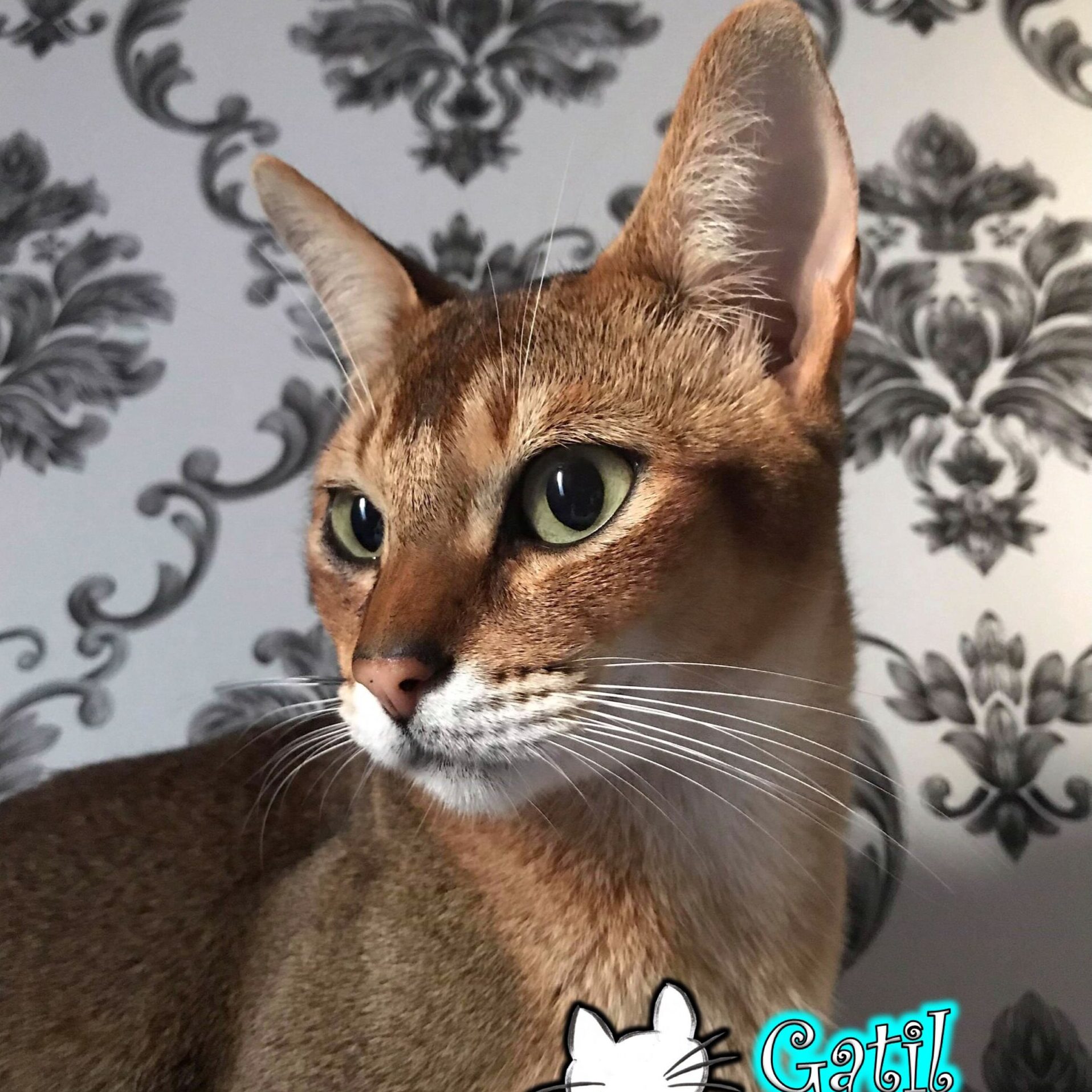 created by photogrid