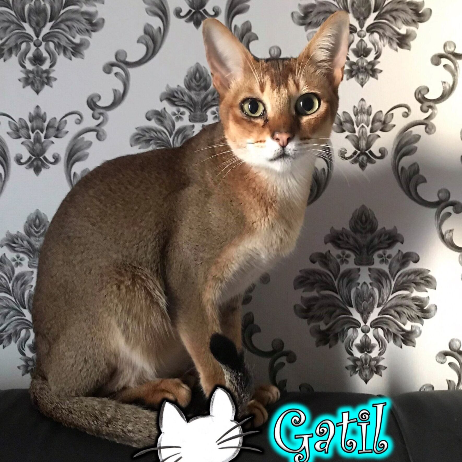 created by photogrid