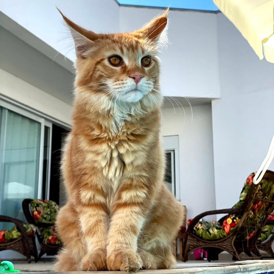 a3a88dde-a89e-4e1e-b4a1-e2f6e2815432