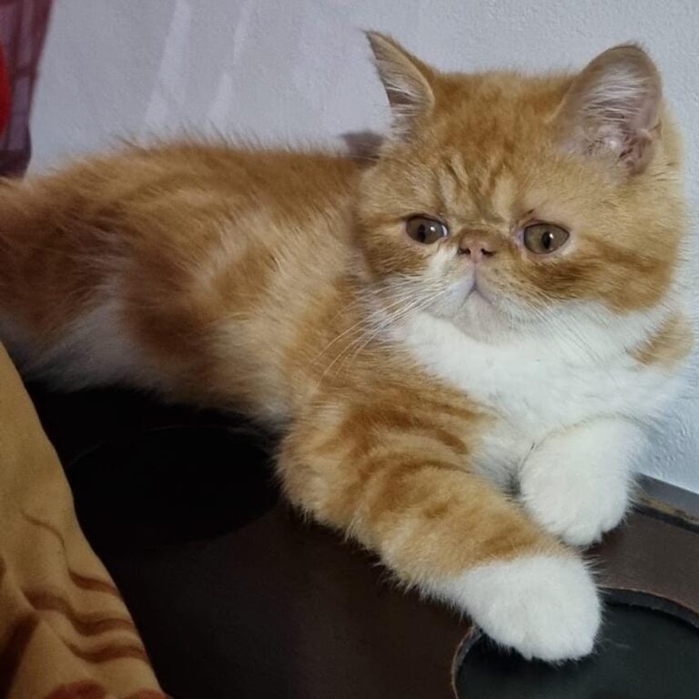 cc5329a5-c1e0-44c0-9045-0cb3316ff517