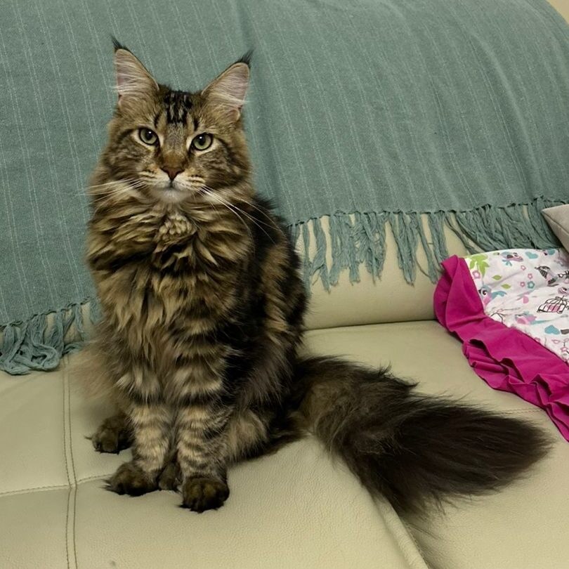 cedb0901-1aa7-4c85-9288-5e5fdd2e8483