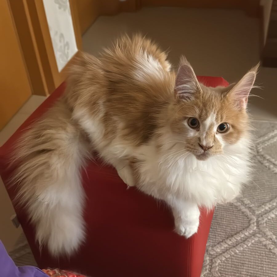 dad112bd-31fc-49ad-92ed-9ba66b76d491