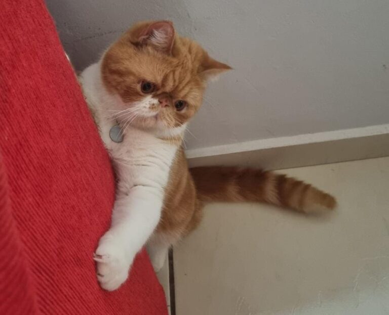 f67a815c-1528-4ebf-b218-77f0d2695776