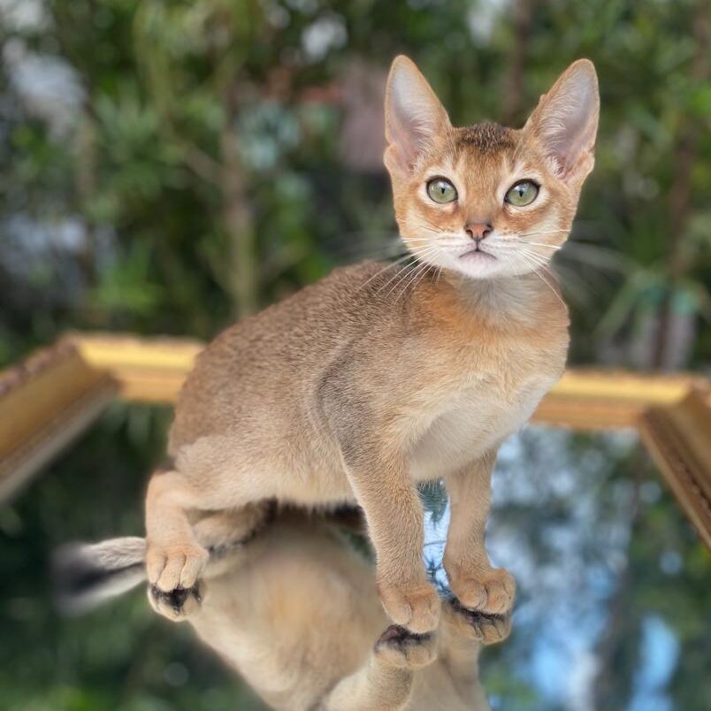 f9cf4648-7930-4d2e-9b87-89b43a479371